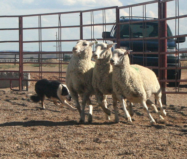 Herd dog demo. Photo by Dawn Ballou, Pinedale Online.