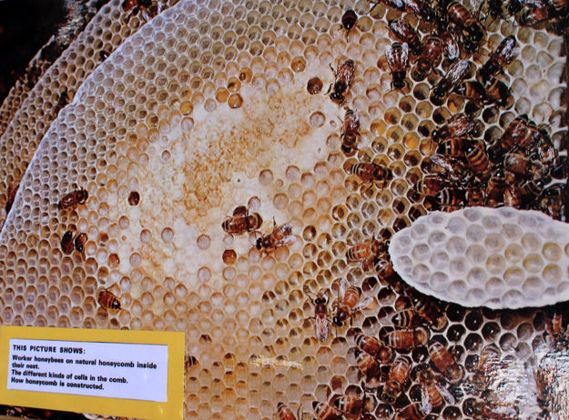 Honeycomb. Photo by Dawn Ballou, Pinedale Online.