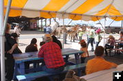 Mules & Donkeys. Photo by Dawn Ballou, Pinedale Online.