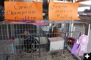 Champion Poultry. Photo by Dawn Ballou, Pinedale Online.