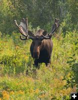 Big Guy Moose. Photo by Dave Bell.