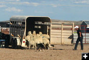 Into the trailer you go. Photo by Dawn Ballou, Pinedale Online.