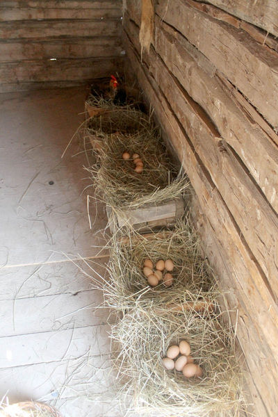 Egg nests. Photo by Dawn Ballou, Pinedale Online.