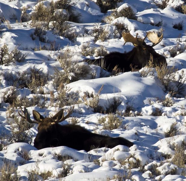 Two Moose. Photo by Dave Bell.