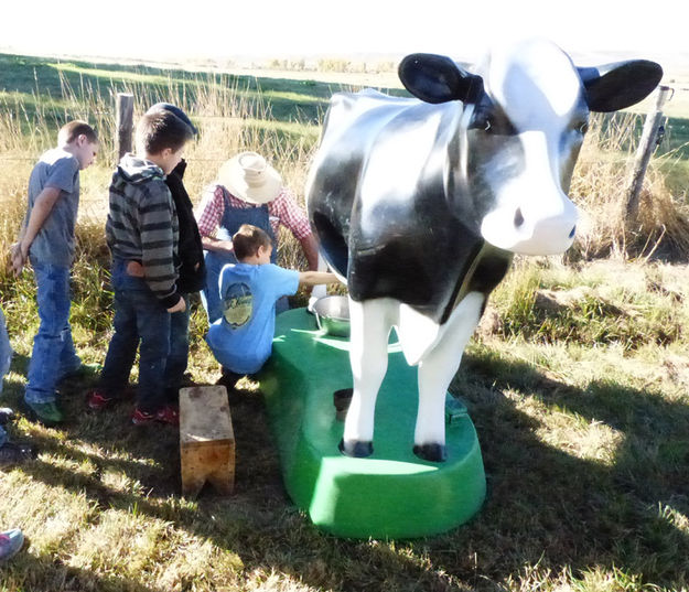 Milk a cow. Photo by Clint Gilchrist, Pinedale Online.