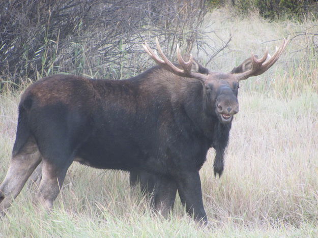 Happy Moose. Photo by Matt Murdock.