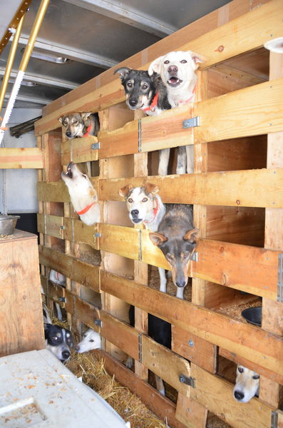 Sled dog hotel. Photo by Terry Allen.