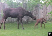Mama Moose & baby. Photo by Bill Boender.