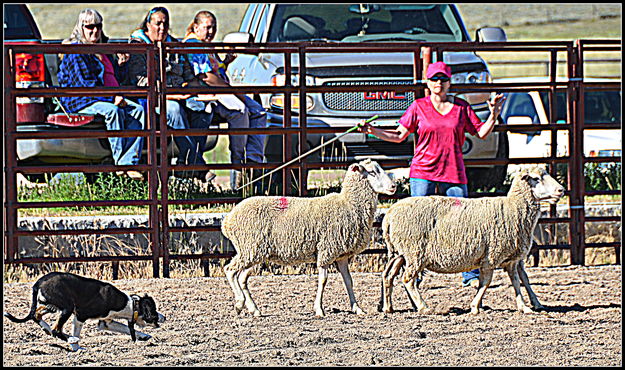 Sheep Herding Competition. Photo by Terry Allen.