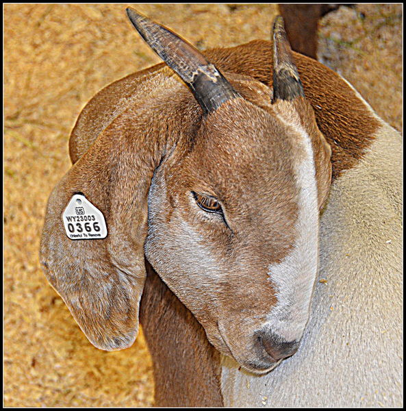 A Goat. Photo by Terry Allen.
