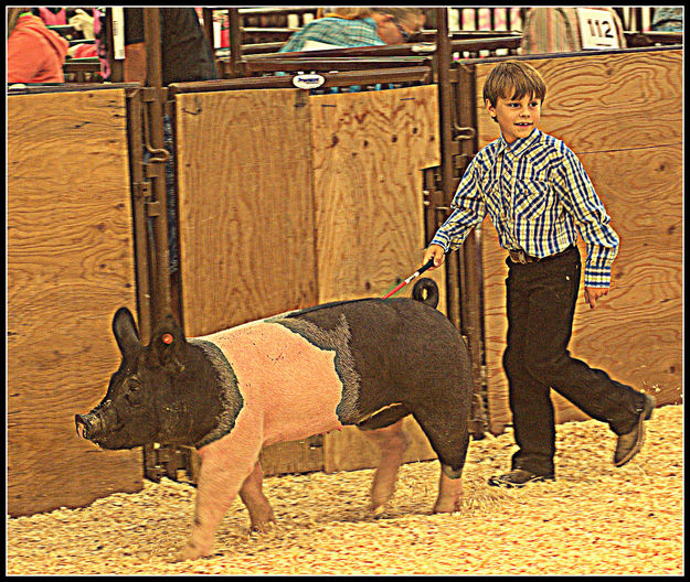 Swine Showmanship. Photo by Terry Allen.