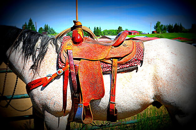 Horse and Saddle. Photo by Terry Allen.