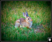 A Bunny Came to Listen. Photo by Terry Allen.