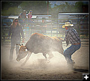 Steer by the Tail. Photo by Terry Allen.