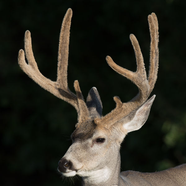 Buck in velvet. Photo by Arnold Brokling.