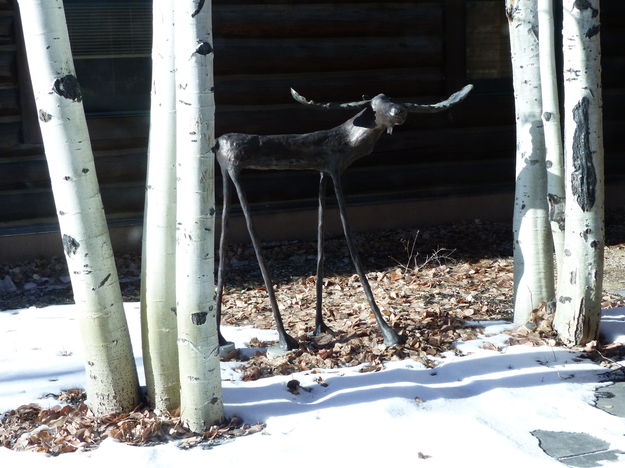 Skinny moose. Photo by Dawn Ballou, Pinedale Online.