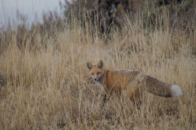 Red Fox. Photo by Arnie Brokling.