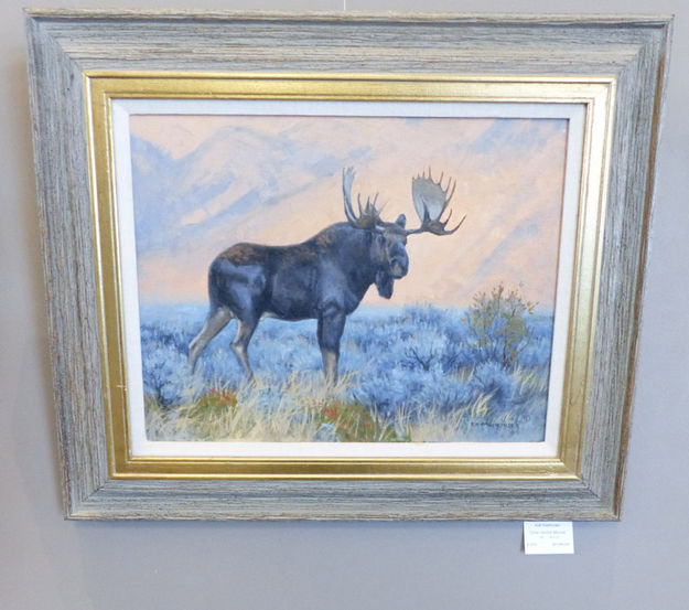 Gros Ventre Moose. Photo by Dawn Ballou, Pinedale Online.