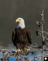 Fremont Lake Bald Eagle. Photo by Arnie Brokling.