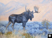 Bull Moose. Photo by Dawn Ballou, Pinedale Online.