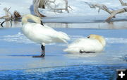 Swans. Photo by Fred Pflughoft.
