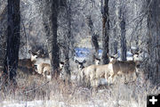 New Fork Park deer. Photo by Dawn Ballou, Pinedale Online.