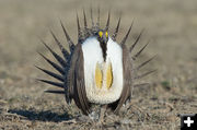 Greater Sage Grouse. Photo by Arnold Brokling.