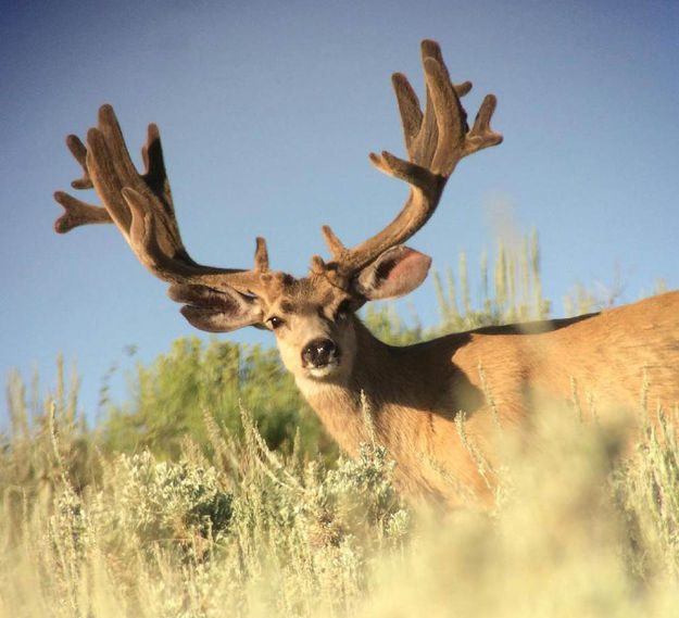 Hoback mule deer - Pinedale Online News, Wyoming