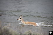 Antelope crossing river. Photo by Jay Warner.