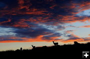 Deer sunset. Photo by Fred Pflughoft.