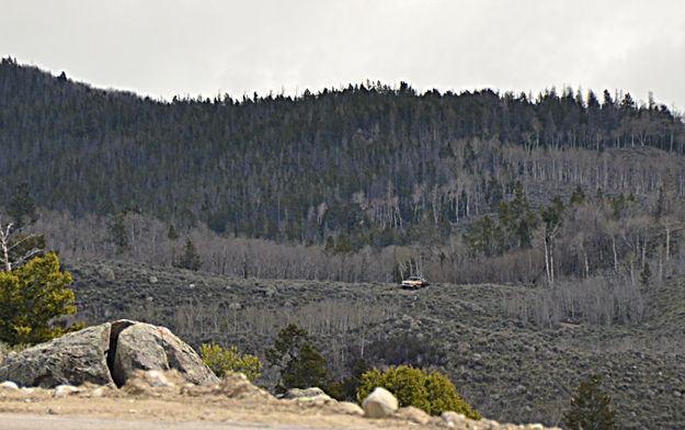 Wood Cutter Spotted. Photo by Terry Allen, Pinedale Online!.