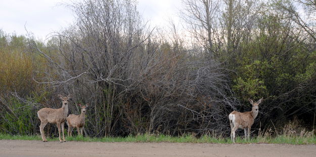 Deer Along the Way. Photo by Terry Allen.