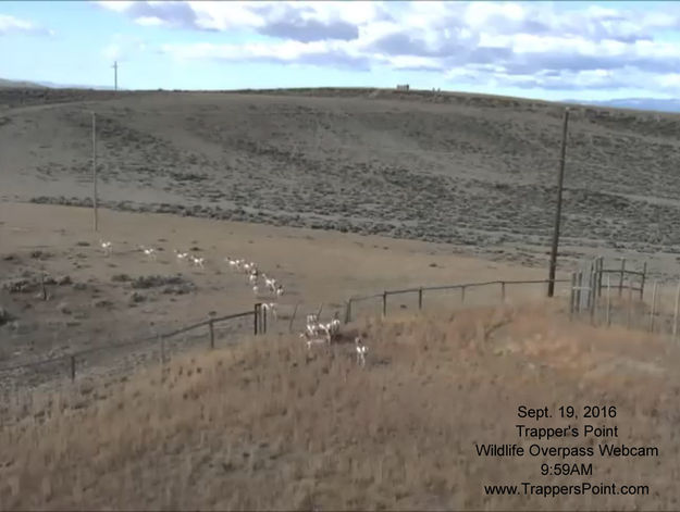 Through the southwest gate. Photo by Trapper's Point Wildlife Overpass webcam.