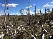 Broken trees. Photo by http://www.weather.gov/riw/SubletteTornado2016Sept4.