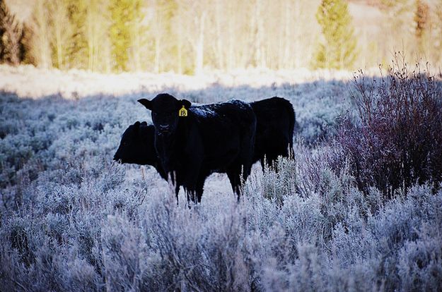 Frosty Cattle at 14 degrees. Photo by Terry Allen.