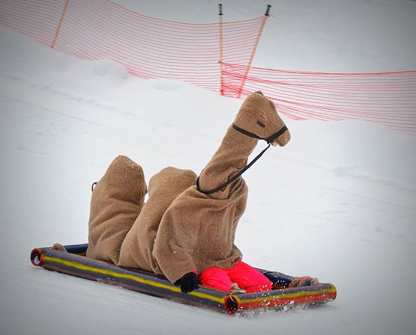 Three Equal One Camel. Photo by Terry Allen.