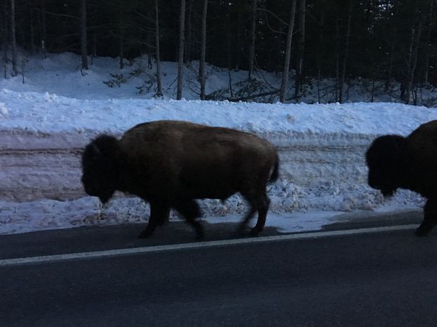 Snow road bison. Photo by Larry McCullough.