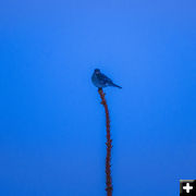 First bluebird March 15. Photo by Dave Bell.