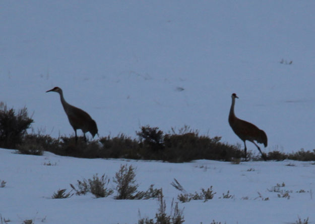 Cranes are back in the Upper Green. Photo by Joe Sampson.