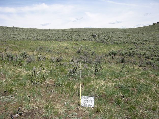 Ryegrass post treatment similar. Photo by Bureau of Land Management.