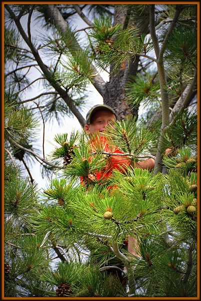 Garrett up a Tree. Photo by Terry Allen.