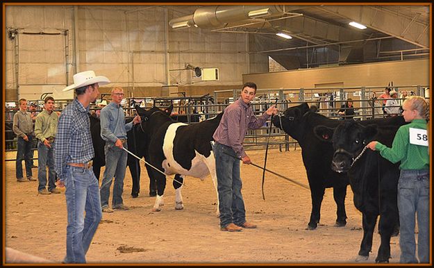 Judge Selects Hadley Sims Steer. Photo by Terry Allen.