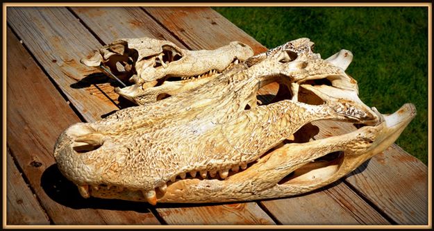 Crocodile Skulls. Photo by Terry Allen.