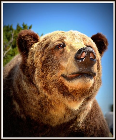 Bear!. Photo by Terry Allen.