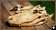 Crocodile Skulls. Photo by Terry Allen.
