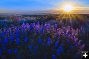 Summer Sunset Lupine. Photo by Dave Bell.