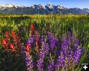 Paintbrush and Lupine. Photo by Dave Bell.