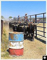 Bringing the Steers In. Photo by Terry Allen.