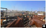 Horses, Steers, Cowboys, Dust. Photo by Terry Allen.