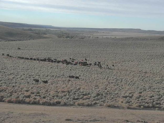 Cowboys moving cattle. Photo by Trappers Point Wildlife Overpass Webcam.